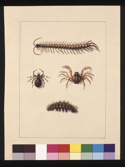 Sida 11. Insekter i New South Wales. Nu känd som vanlig tusenfoting, spindelsläktet Isopeda, soldatkrabba, larv, ca 1789-90 (akvarell) av Sarah Stone