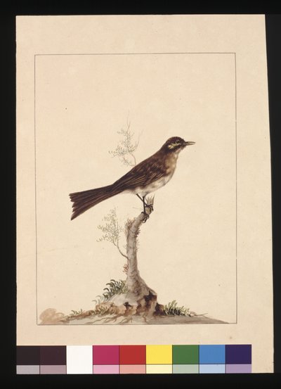 Sida 14. Gulörad flugsnappare. Nu känd som en honungsätare med gul ansikte, ca 1789-90 (akvarell) av Sarah Stone