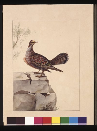 Sida 15. Golden Winged Pidgeon. Nu känd som en skogsbronsduva, ca 1789-90 (akvarell) av Sarah Stone