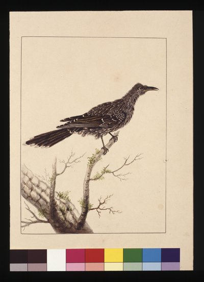 Sida 26. Wattled Bee Eater hona. Nu känd som en liten Wattle-fågel, ca 1789-90 (akvarell) av Sarah Stone
