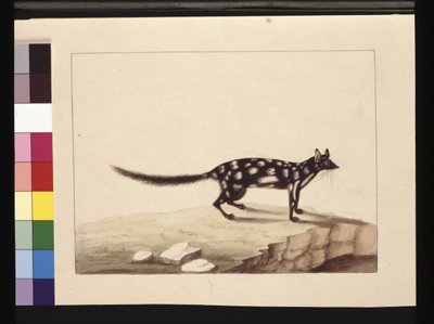 Sida 28. En tabell Tabell. Nu känd som en Dasyurus quoll. Verkar vara en Sarah Stone-kopia av en Charles Catton Junr. tallrik, ca 1789-90 (akvarell) av Sarah Stone