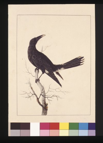 Sida 30. Vit, ventilerad kråka. Nu känd som en Pied Currawong, ca 1789-90 (akvarell) av Sarah Stone