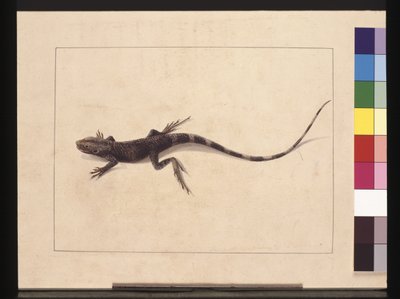 Sida 31. Muriced Lizard. Nu känd som en träddrake, ca 1789-90 (akvarell) av Sarah Stone
