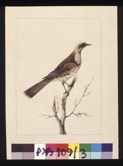 Sida 3. Knopp, Fronted Bee Eater: Signerad l.c. Sarah Smith. Nu känd som en friarfågel, ca 1789-90 (akvarell) av Sarah Stone