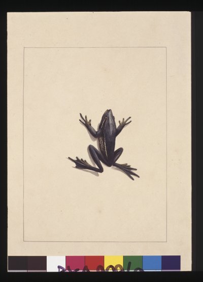 Sida 9. Blå grodan. Nu känd som en grön trädgroda, ca 1789-90 (akvarell) av Sarah Stone
