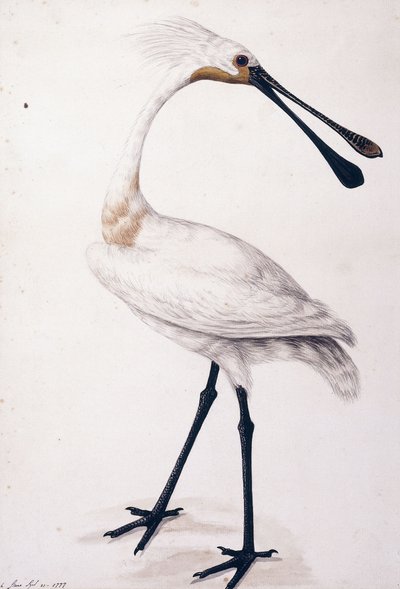 Skednäbb, 1777 av Sarah Stone