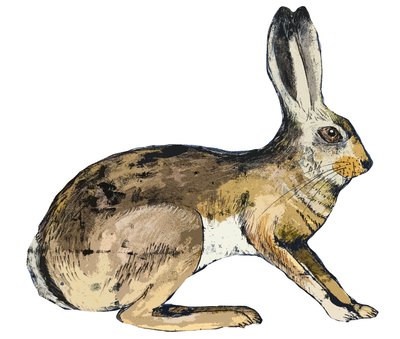 Hare, 2024 (enstaka tryck) av Sarah Thompson Engels