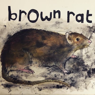 Brun råtta, 2021, (bläck på papper) av Sarah Thompson Engels