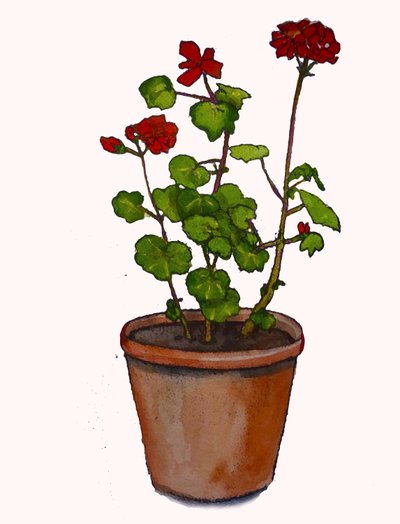 Pelargoner i en blomkruka, 2019, (akvarell) av Sarah Thompson Engels