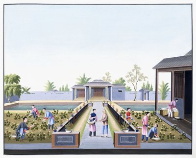 Picking the Cotton, c.1800 (gouacheteckningar på tungt inhemskt papper) av School Chinese