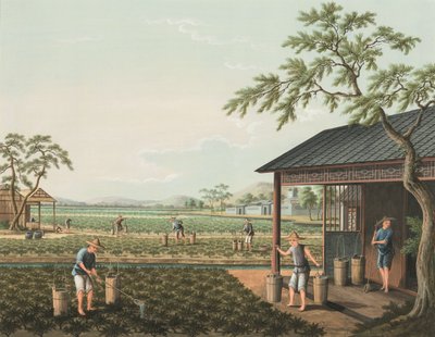 Teproduktion, ca 1820 (kroppsfärg och guldfärg på siden, nedlagd på papper) av School Chinese
