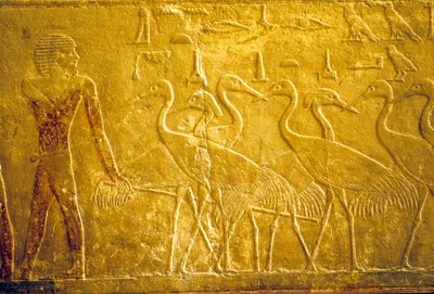 Forntida Egypten, Väggristning/-målning, Mastaba/Tomb of Ti, Saqqara, 5:e dynastin, En bonde leder tama tranor (foto) av School Egyptian