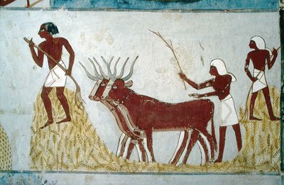 Luxor, Thebe: Adelsgravar: graven av Nakht. Jordbruksscen. Adelns dalgång. av School Egyptian