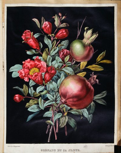 Granatäpple och dess blomma - botanisk bräda av School French