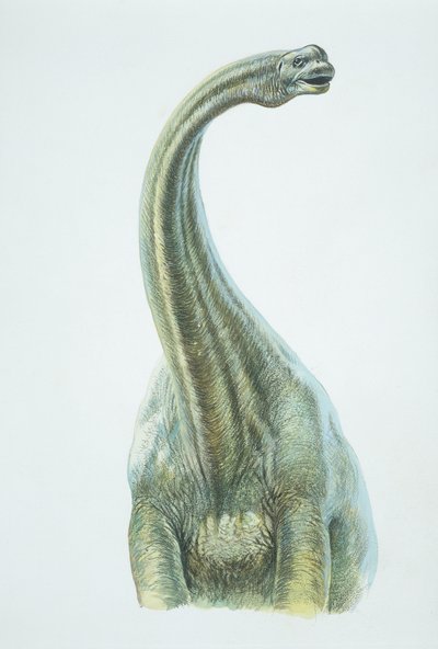 Brontosaurus, Jurassic period (färg litho) av School Italian