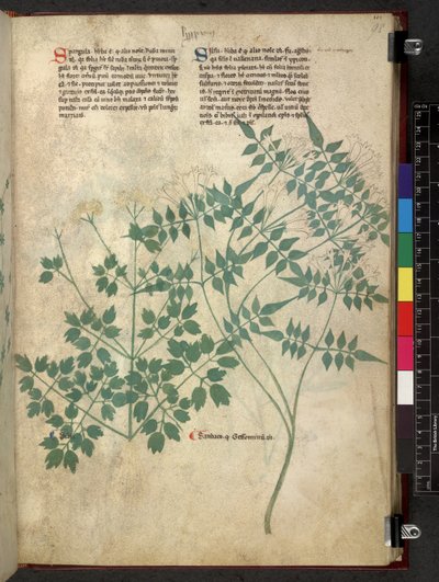 Egerton 747 Spargula and Self, Tractatus de herbis (Herbal) c.1280-1310 (bläck & färg på veläng) av School Italian