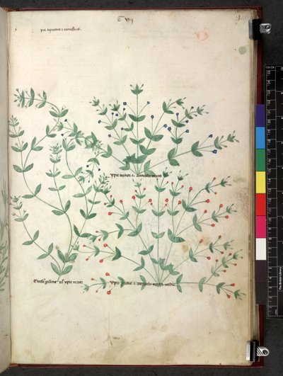 Egerton 747 Tractatus de herbis (växtbaserade) c.1280-1310 (bläck & färg på veläng) av School Italian