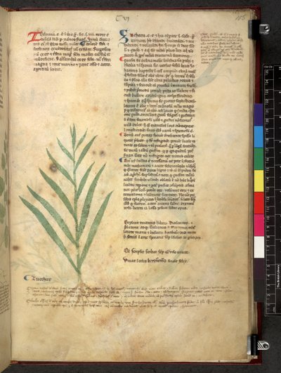 Egerton 747 Tractatus de herbis (växtbaserade) c.1280-1310 (bläck & färg på veläng) av School Italian