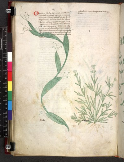 Egerton 747 Tractatus de herbis (växtbaserade) c.1280-1310 (bläck & färg på veläng) av School Italian