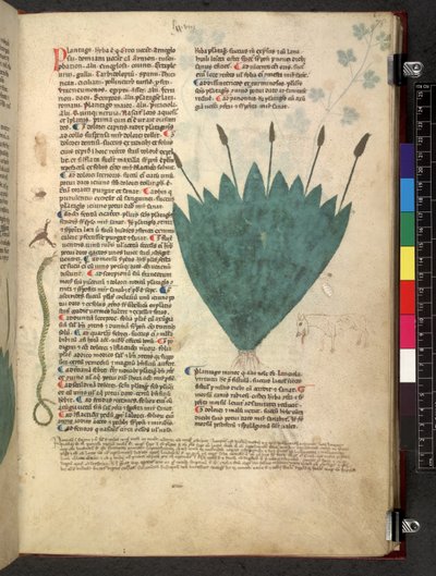 Egerton 747 Tractatus de herbis (växtbaserade) c.1280-1310 (bläck & färg på veläng) av School Italian