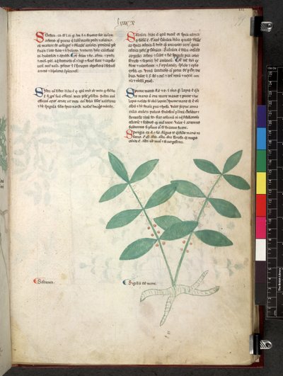 Egerton 747 Tractatus de herbis (växtbaserade) c.1280-1310 (bläck & färg på veläng) av School Italian