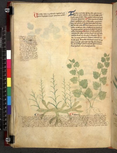 Egerton 747 Tractatus de herbis (växtbaserade) c.1280-1310 (bläck & färg på veläng) av School Italian