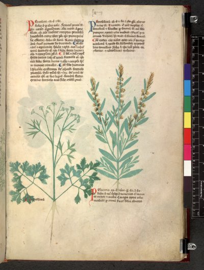 Egerton 747 Tractatus de herbis (växtbaserade) c.1280-1310 (bläck & färg på veläng) av School Italian