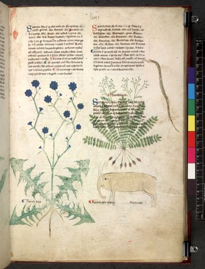 Egerton 747 Tractatus de herbis (växtbaserade) c.1280-1310 (bläck & färg på veläng) av School Italian