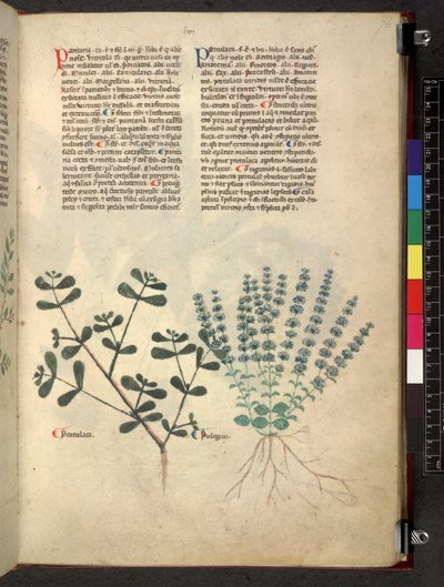 Egerton 747 Tractatus de herbis (växtbaserade) c.1280-1310 (bläck & färg på veläng) av School Italian