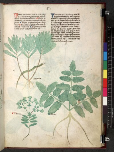 Egerton 747 Tractatus de herbis (växtbaserade) c.1280-1310 (bläck & färg på veläng) av School Italian