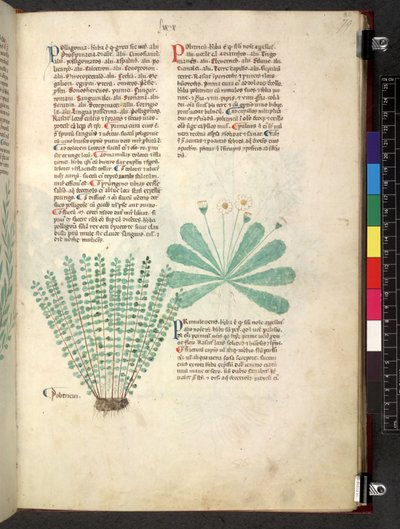 Egerton 747 Tractatus de herbis (växtbaserade) c.1280-1310 (bläck & färg på veläng) av School Italian