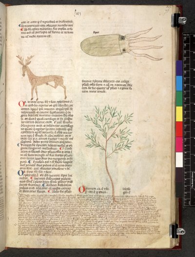 Egerton 747 Tractatus de herbis (växtbaserade) c.1280-1310 (bläck & färg på veläng) av School Italian
