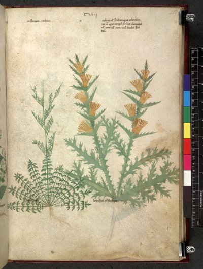 Egerton 747 Tractatus de herbis (växtbaserade) c.1280-1310 (bläck & färg på veläng) av School Italian