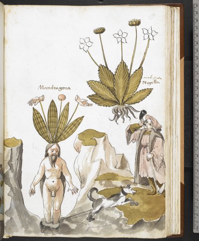 Harley MS 3736 f.59r En mandrake som dras ut av en hund, från 