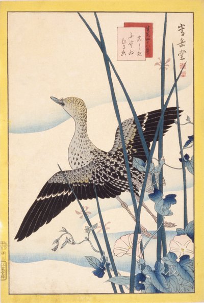 Vild anka av School Japanese