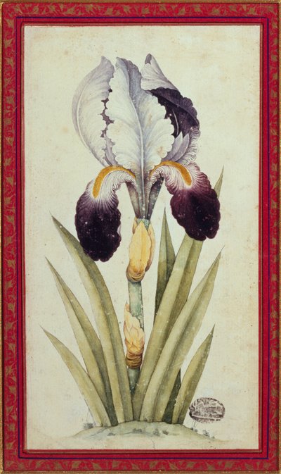 Studie av en flagga Iris (akvarell på papper) av School Qajar