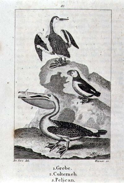 Grebe, Culterneb och Pelican från A History of the Earth and Animated Nature, London 1816 (kopparplåtsgravyr) av School Spanish