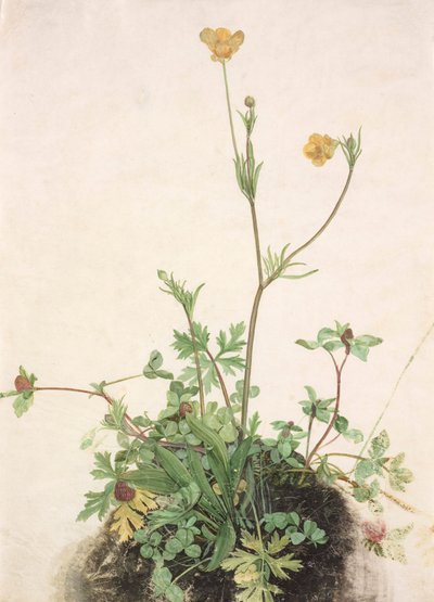 Tyska: Smörblomma, rödklöver och groblad Smörblommor, rödklöver och groblad av School of Albrecht Dürer