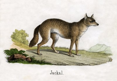Antikt tryck av en schakal av Scottish School