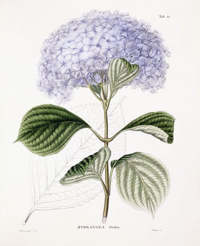 Hortensia Ottaksa, ca 1835-70 av Sebastian Minsinger