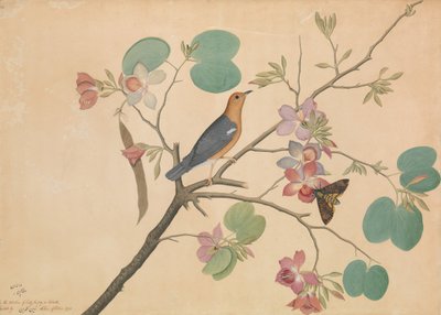 En orangehövdad marktrast och en dödshuvudmal på en lila ebenholts..., daterad 1778. av Shaikh Zain al Din