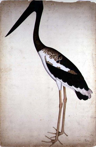 Svarthalsad stork, Xenorhynchus Asiaticus, målad för Lady Impey i Calcutta, ca 1780 (gouache på papper) av Shaikh Zain ud Din (fl.1777 83)