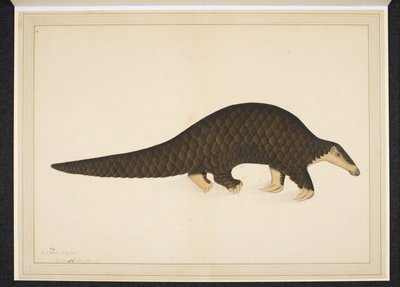 swedish av Shaikh Zain ud Din (fl.1777 83)