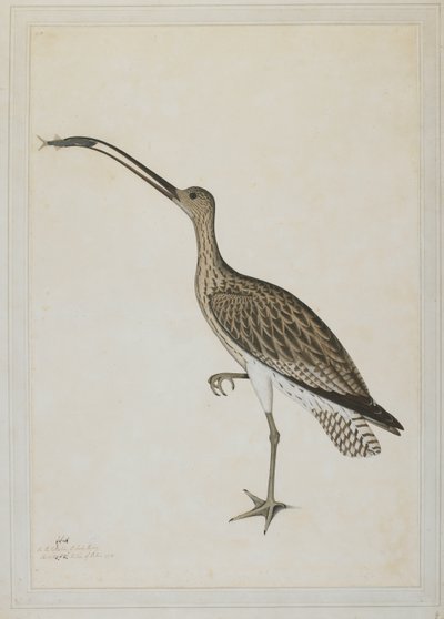 Eastern Curlew slukar en Mudskipper av Shaikh Zain ud Din (fl.1777 83)