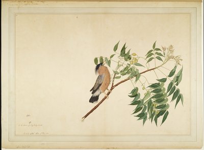 Brahminy Starling på Neem Tree Branch, folio från en serie beställd av Lady Impey, 1780 av Shaikh Zain ud Din