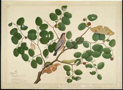 Brahminy Starling med två antheraea-fjärilar, larv och kokong på indiskt jujubeträd, folio från en serie beställd av Lady Impey, 1777 av Shaikh Zain ud Din