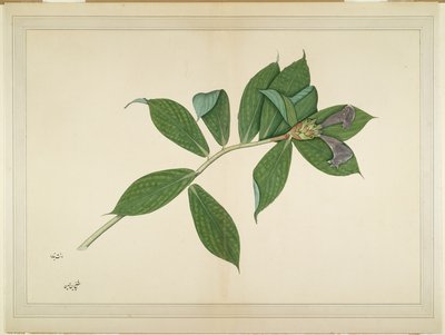 Crepe Ginger Plant, folio från en serie beställd av Lady Impey, ca 1780 av Shaikh Zain ud Din