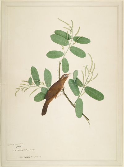 Hwamei på Terminalia Branch, folio från en serie beställd av Lady Impey, 1780 av Shaikh Zain ud Din