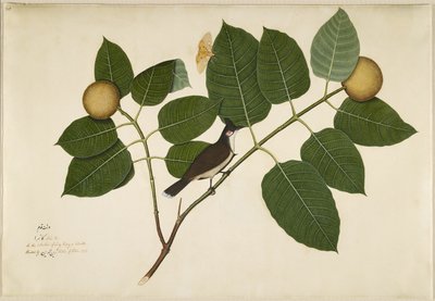 Röd morrhår Bulbul och Aganais Ficus Moth på Kadamba Branch, folio från en serie beställd av Lady Impey, 1777 av Shaikh Zain ud Din