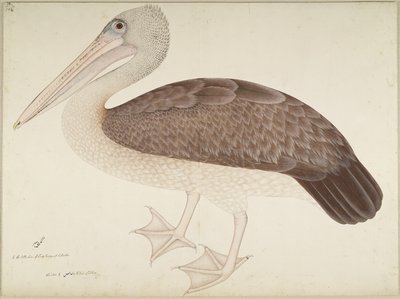 Spotbilled Pelican, folio från en serie beställd av Lady Impey, ca 1780-82 av Shaikh Zain ud Din